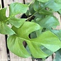 4p! Philodendron Ginny /Minima / Split Leaf / Rhaphidophora tet  /Mini Monstera  /Tropical