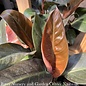 5.5p! Philodendron Imperial Red /Tropical