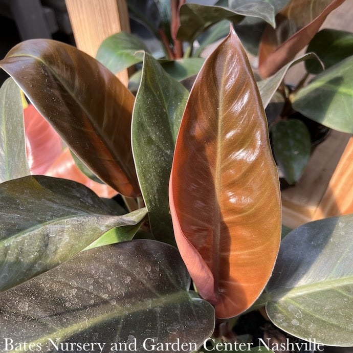 F10-Foliage/Houseplants 10p! Philodendron Imperial Red /Tropical - Bates  Nursery & Garden Center