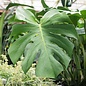 6p! Philodendron Split Leaf / Monstera deliciosa /Tropical