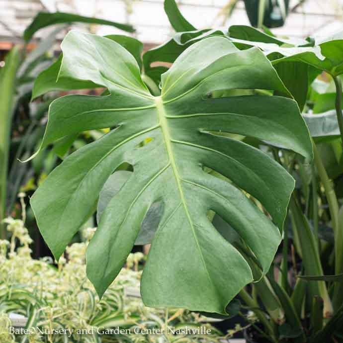 8p! Philodendron Split Leaf / Monstera deliciosa /Tropical