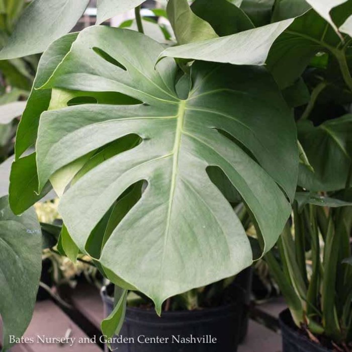 8p! Philodendron Split Leaf / Monstera deliciosa /Tropical