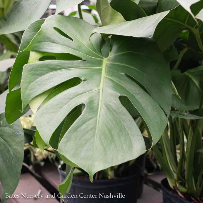 Monstera - Deliciosa Split Leaf Philodendron