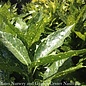 #7 Aucuba japonica Variegata 'Gold Dust'/Variegated Female