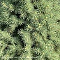 Topiary Spiral #10 Picea glauca Conica/Dwarf Alberta Spruce - No Warranty
