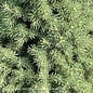 Topiary #1 SPIRAL Picea glauc Conica/ Dwarf Alberta Spruce - No Warranty