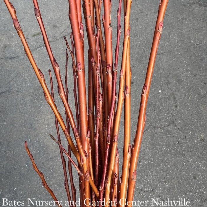 Christmas/Winter Branches Flame Willow 3-4' Bundle