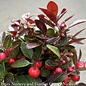 4p! Christmas Gaultheria  Red Berries