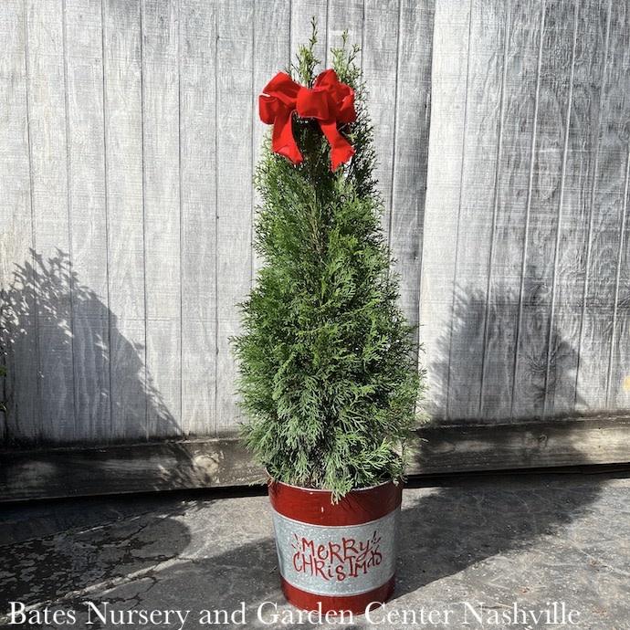 Holiday #5 Thuja occ Smaragd 'Emerald Green'/Columnar Arborvitae Merry Christmas Pot