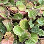 QP Saxifraga stolonifera/Strawberry Begonia