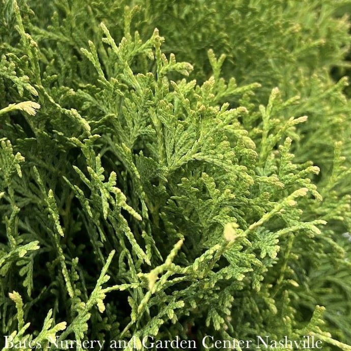 8P Thuja occ PW Tater Tot/ Dwarf Globe Arborvitae