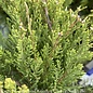 #1 Juniperus chin Mint Julep/ Spreading Chinese Juniper