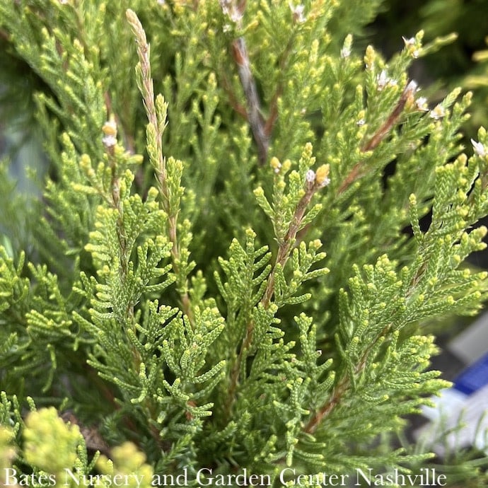 #1 Juniperus chin Mint Julep/Chinese Juniper Spreading