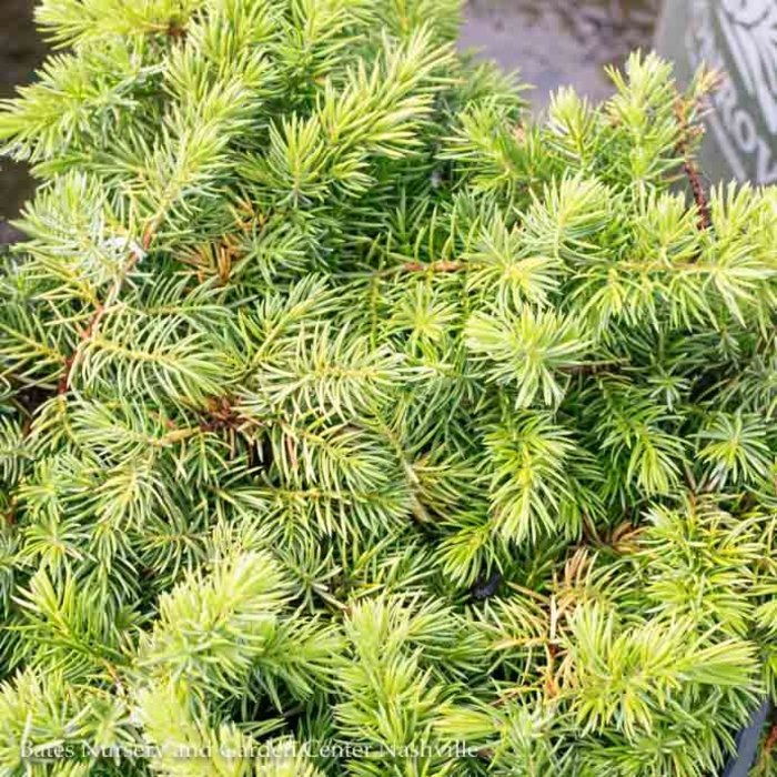 #1 Juniperus conferta Golden Pacific/Shore Juniper Creeping