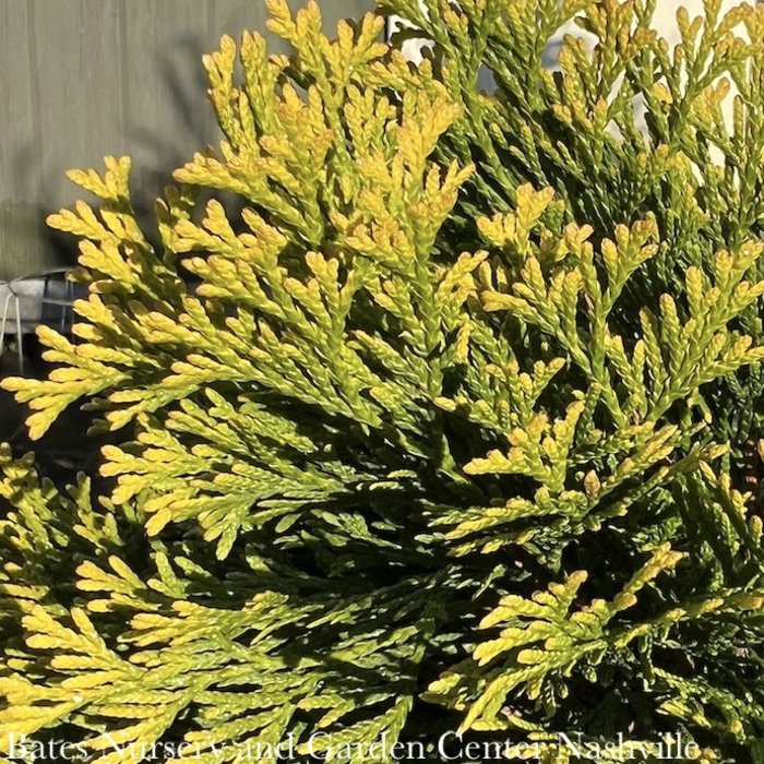 #10 Thuja occ Highlights 'Janed Gold'/ Pyramidal Arborvitae