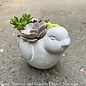Cement Animal Assortment w/Succulents Small