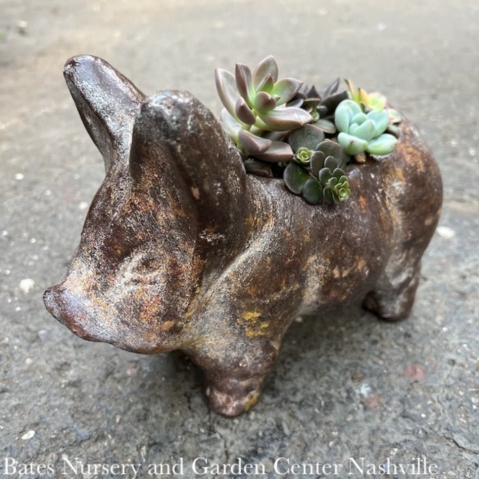 Mini Rustic Combo Animal/Figure Assortment w/ Succulents