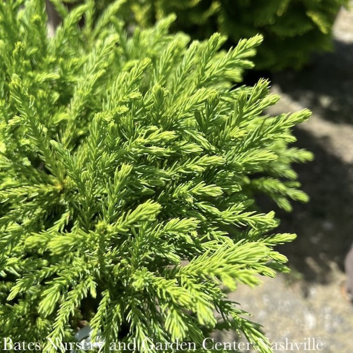 #5 Cryptomeria japonica Globosa Nana/ Dwarf Globe Japanese False Cedar