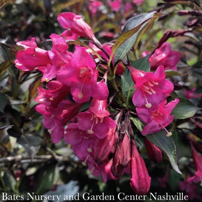 #3 Weigela fl PW Wine & Roses