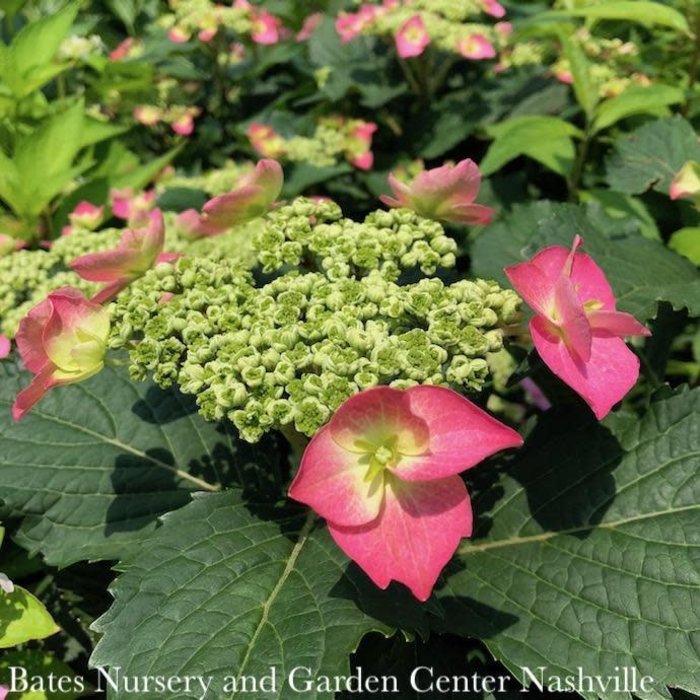 #2 Hydrangea serr Seaside Serenade 'Cape May'/ Mountain/ Dwarf Blue to Pink Lacecap