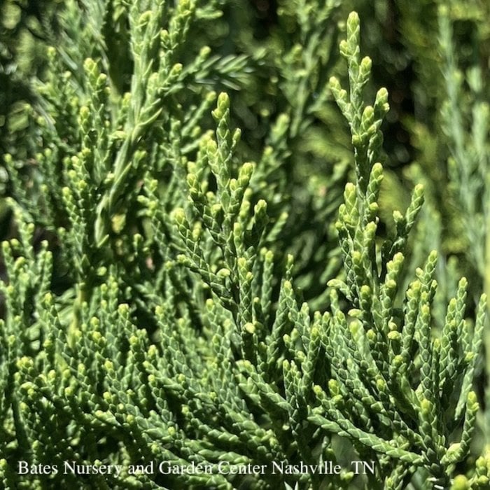 Topiary #10 SP Juniperus chin Hetzii Columnaris/ Green Columnar Juniper Spiral