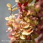 #2 Berberis thun Golden Rocket/ Barberry