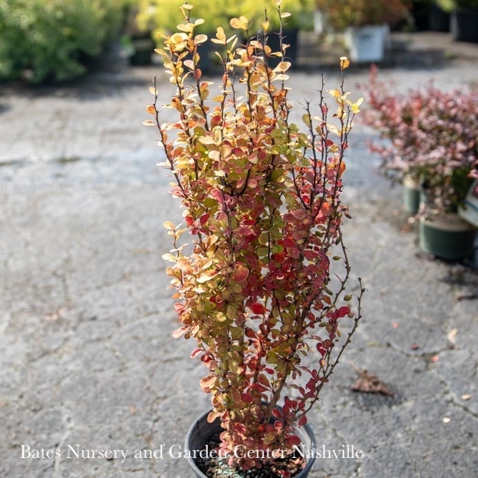 #1 Berberis thun Golden Rocket/ Barberry