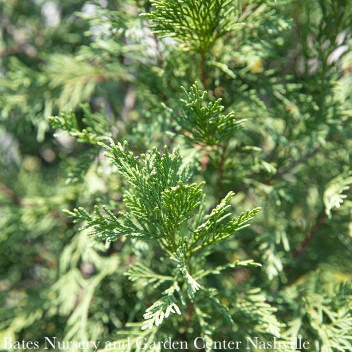 Topiary Spiral #5  Cupressocyparis x ley Emerald Isle/ Leyland Cypress