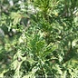 Topiary Spiral #7  Cupressocyparis x ley Emerald Isle/ Leyland Cypress