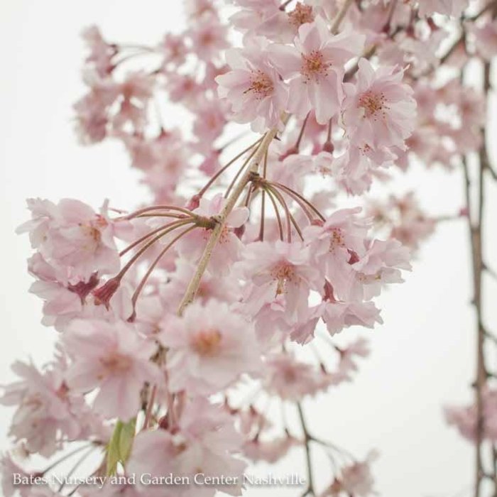#15 Prunus sub. Pendula/Pink Weeping Higan Cherry