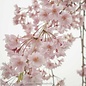 #15 Prunus sub Pendula/ Pink Weeping Higan Flowering Cherry