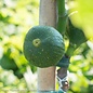 Edible #2 Ficus carica Desert King/ Fig - No Warranty