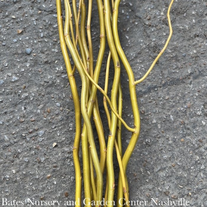 Christmas/Winter Decor Branches Yellow Curly Willow 4-5' Bundle