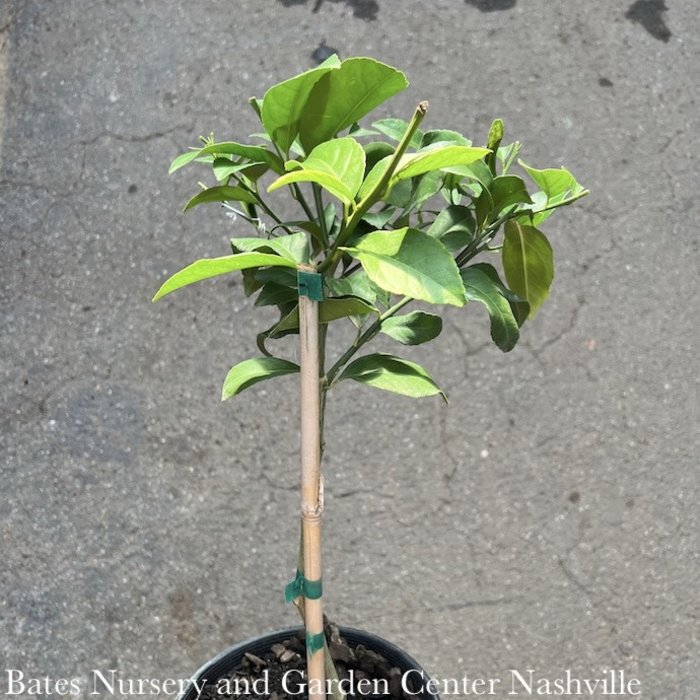 Tropical Edible Topiary 8P Citrus Meyer/Lemon Patio Tree - No Warranty