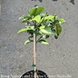 Tropical Edible #1 Citrus Meyer/Lemon Patio Tree - No Warranty