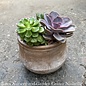 5P Terra Jar w/ Succulent Combo