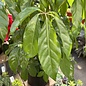 10p! Schefflera Amate / Umbrella Plant /Tropical