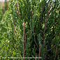 Topiary #10 SP Juniperus chin Spartan/ Upright Chinese Juniper SPIRAL