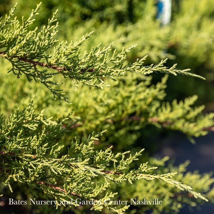 #3 Juniperus chin Pfitzeriana Compacta/ Nick's Compact Pfitzer Spreading Juniper