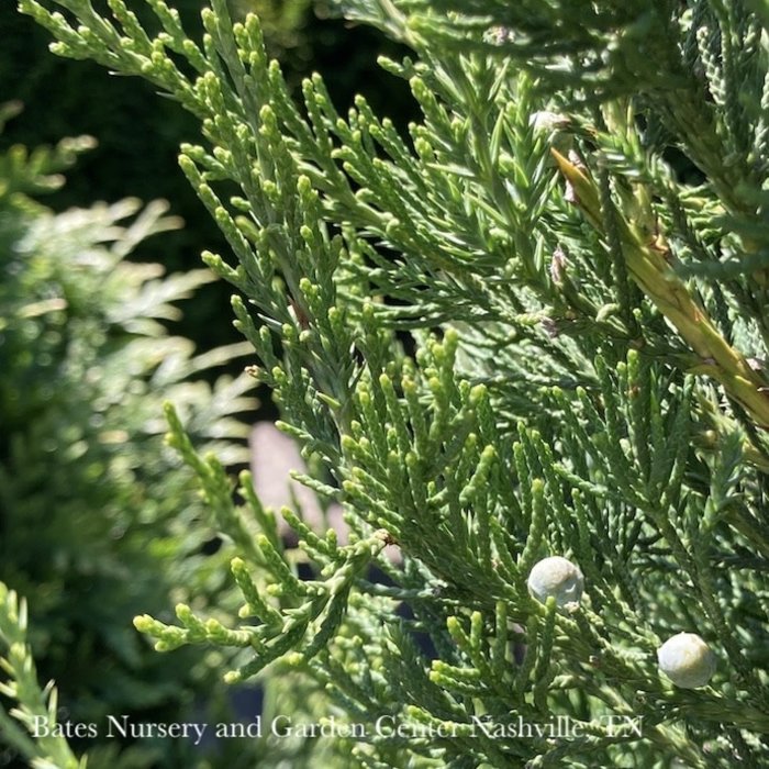 Topiary #5 POMPON Juniperus chin Hetzii GLAUCA/ Hetz Blue Juniper