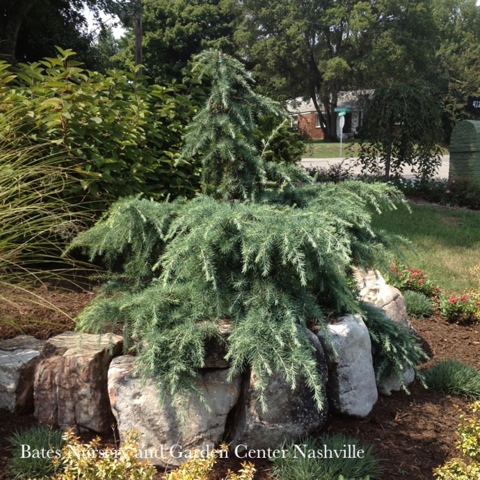 Topiary #5 PT Cedrus deo Feelin Blue/ Deodar Cedar Patio Tree