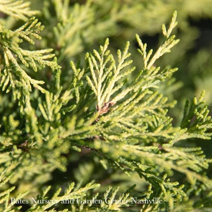 #1 Juniperus x pfitz Sea Of Gold/ Mounding Pfitzer Juniper