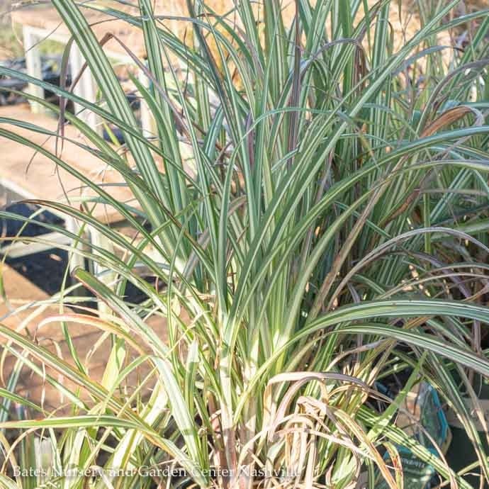 #1 Grass Miscanthus sine Cabaret/ Variegated Japanese Silver