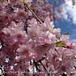 #5 Prunus sub. 'Pendula'/Pink Weeping Higan Cherry