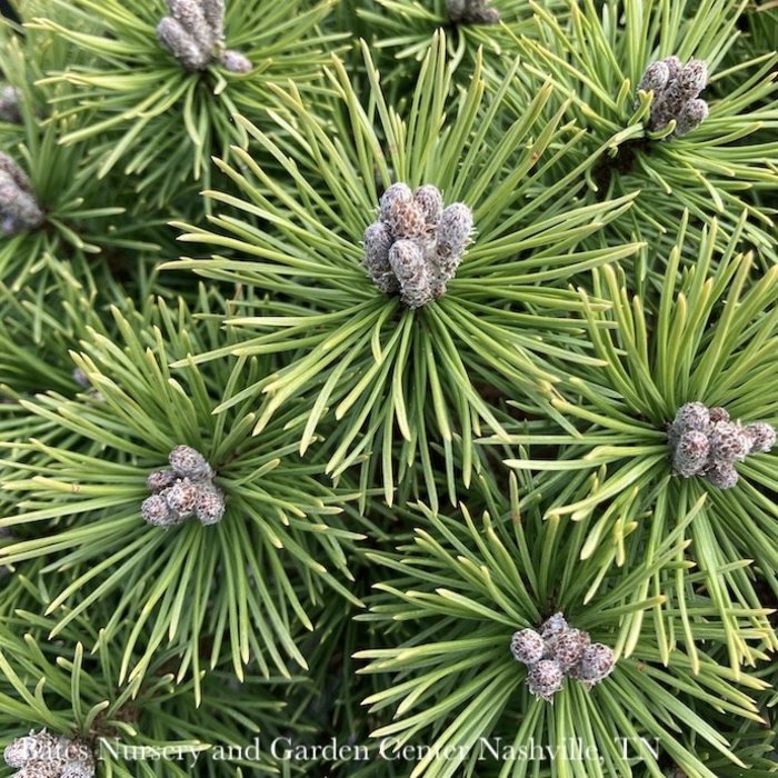 #2 Pinus mugo Mops/Dwarf Mugo Pine