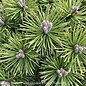 #2 Pinus mugo Mops/ Dwarf Pine