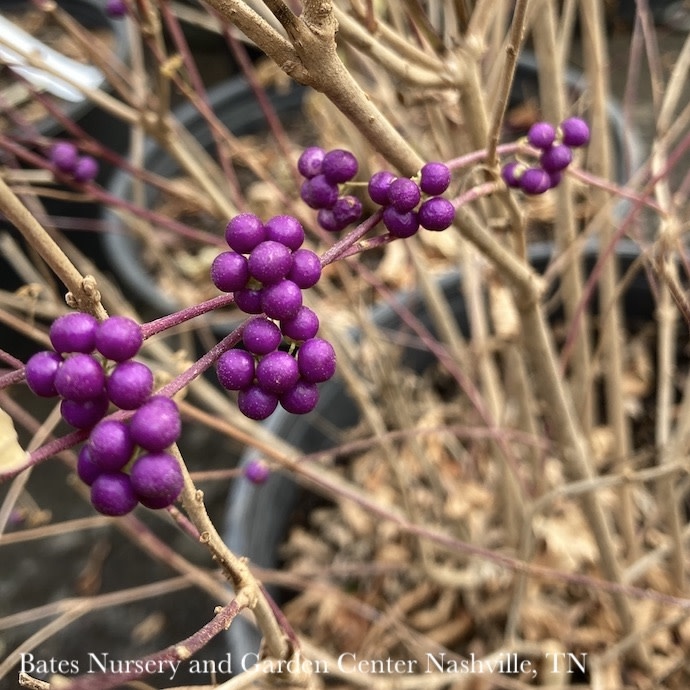 #3 Callicarpa dichotoma Purple Pride/ Beautyberry