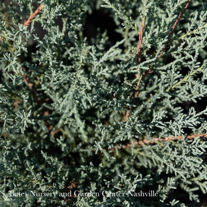 #3 Juniperus chin Angelica Blue/ Spreading Chinese Juniper