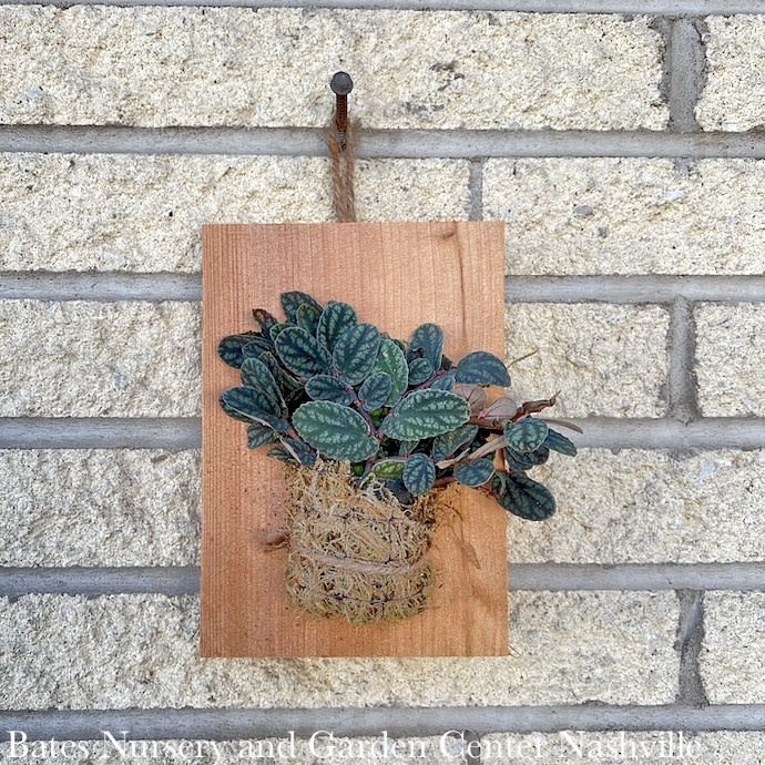 8p! Pellionia pul /Watermelon Vine on Wood Plank aka Polynesian Ivy /Tropical