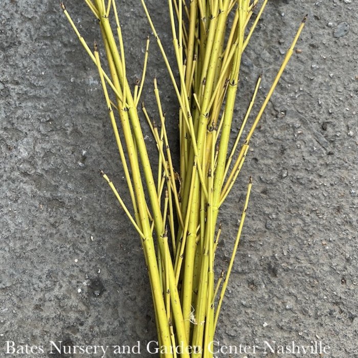 Christmas/Winter Decor Branches Dogwood Yellow 4' Bundle